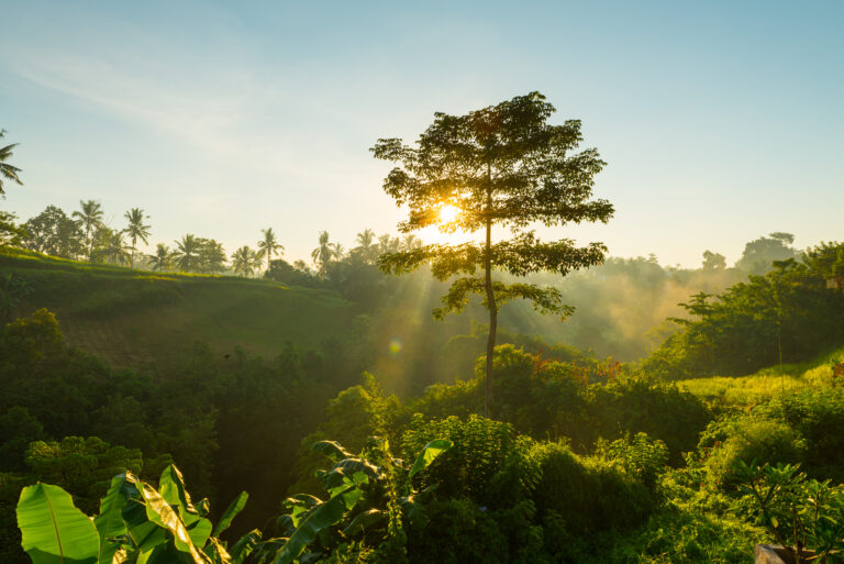 sunrise bali jungle