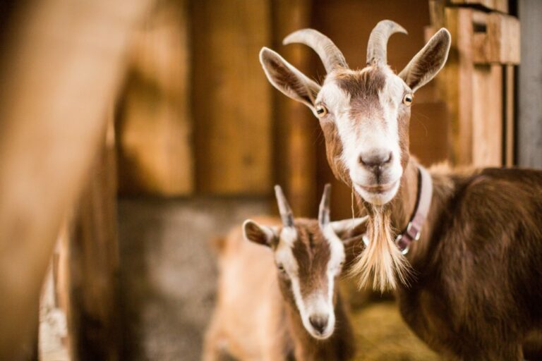 brown white mother baby goats inside barn 1024x683 1