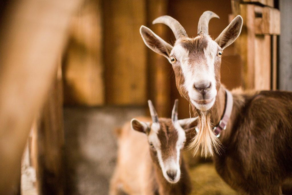 brown-white-mother-baby-goats-inside-barn-1024x683