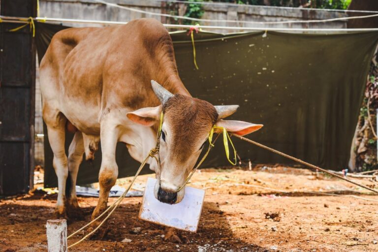 muslim tradition sacrificial animal cow qurban eidaladha 1024x683 1